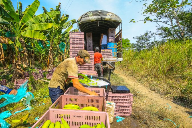 Área de comercialización de productos agropecuarios