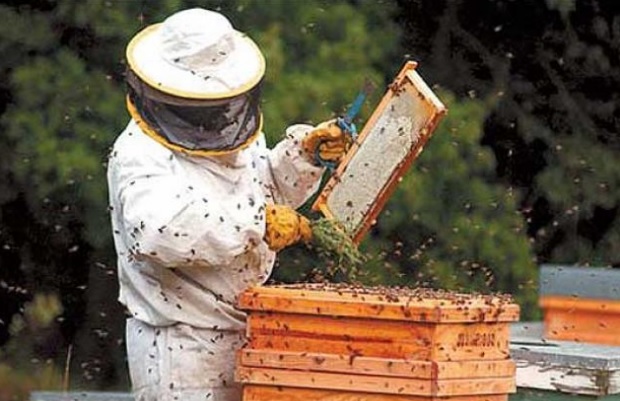 Área de producción apícola