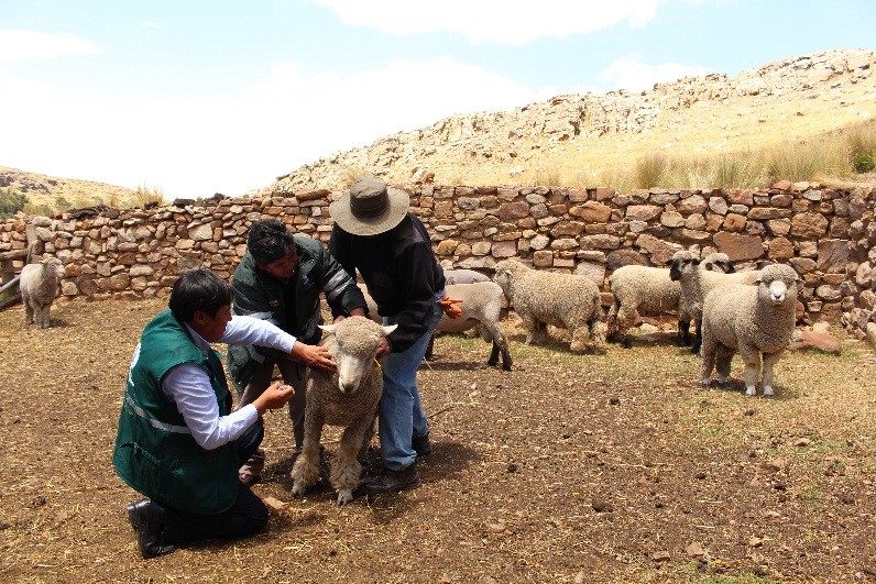 Área de producción de ovinos