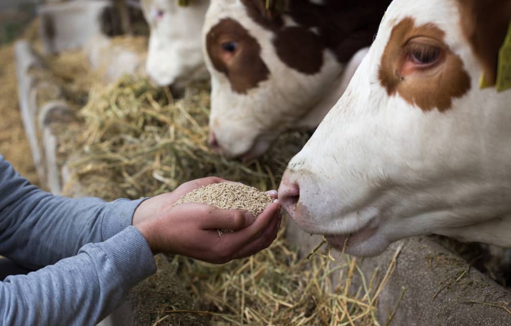 Área de alimentación y nutrición animal