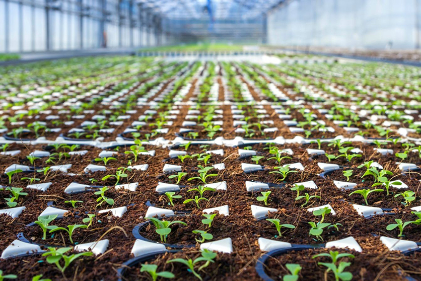 Área de propagación de plantas